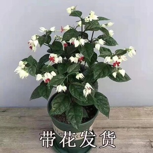 �������黨���Ի����^���＾���Bֲ�ﻨ�͏d�ļ��_�������l؛���]
