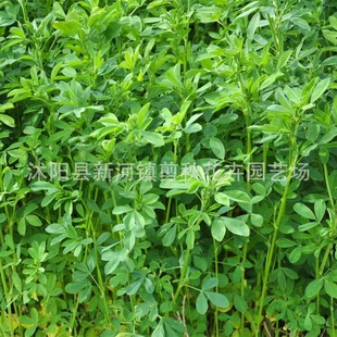 Alfalfa Seeds Perennial Forage Seeds Four Seasons Breeding Feeding Sheep, Cattle, Chicken, Duck, Goose, Grass Carp Forage Seeds