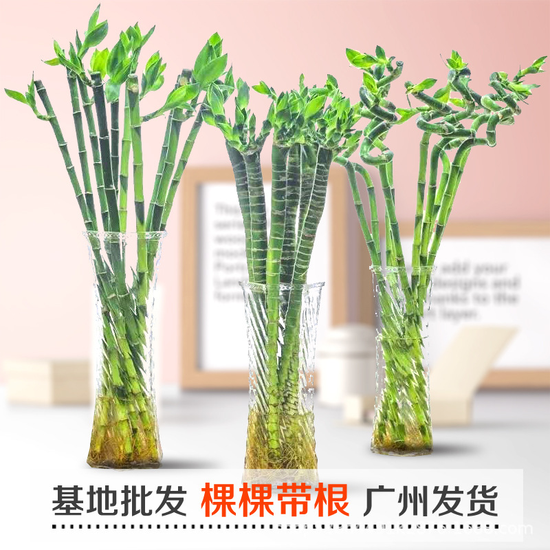 O1CN01Hja4DX26fbsY6YHyE_!!4241