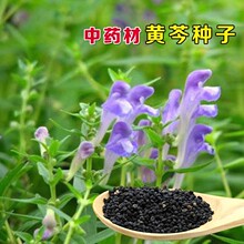 黄芩种子 散装新黄芩种籽 山茶根 土金茶根 质优价低 货到付款