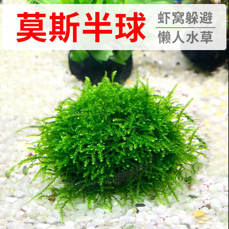 Aquarium moss aquatic plants, green plants, various sized aquatic plant balls, moss balls, live plants, green algae balls, foreground landscaping for small fish tanks Aquarium moss aquatic plants, green plants, various sized aquatic plant balls, moss balls, live plants, green algae balls, foreground landscaping for small fish tanks