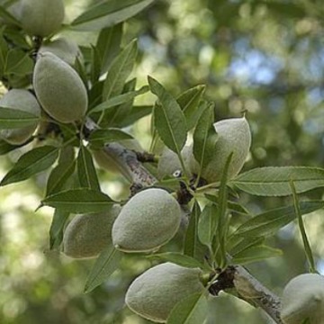 供应甜杏仁油 Sweet almond oil,CAS:8007-69-0 植物油