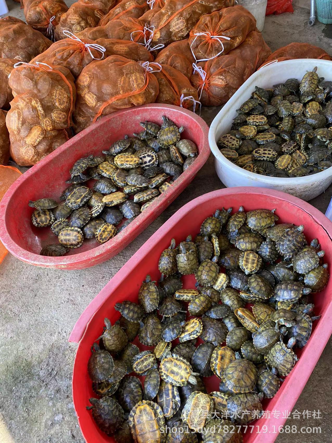 965b4b36e10285f505f9b06c7b18e1