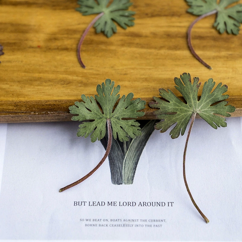 Герань листья настоящие Цветы Наклейки настоящие листья материал DIY образцы растений сушеные цветы