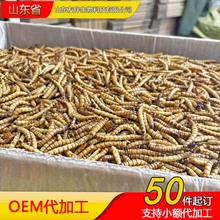 大麦虫烘干面包虫厂家直供批发龙鱼观赏鱼宠物饲料龟粮仓鼠零食