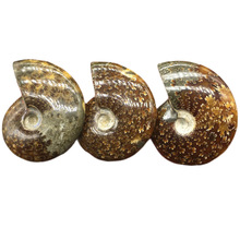 马达加斯加天然斑彩螺化石转运螺菊石海螺 古生物化石标本原石