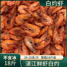 熟虾白灼虾整箱发货酒席餐饮熟虾批发活虾白灼熟冻技术味道鲜美