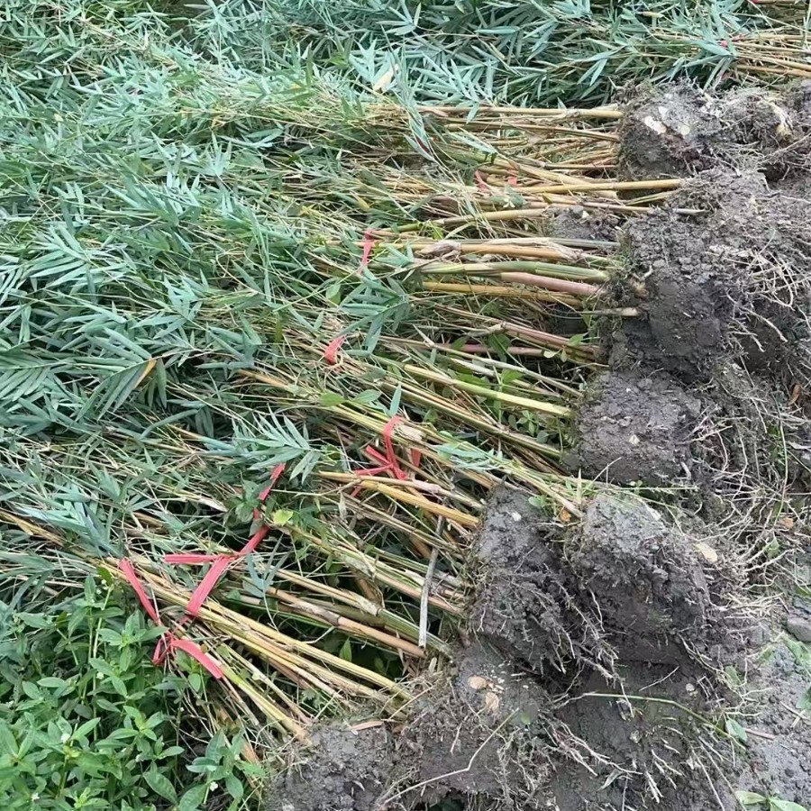 琴丝竹凤尾竹金镶玉竹刚竹黑竹紫竹园林绿化庭院景观苗木竹类批发