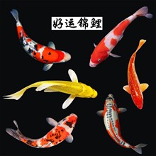 锦鲤鱼活鱼观赏鱼冷水鱼纯种大型红白淡水好养耐活金鱼红鲤鱼鱼苗