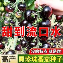 ҷѷNļ̨׷Nֲڌʯ߲˷NӴȫZ