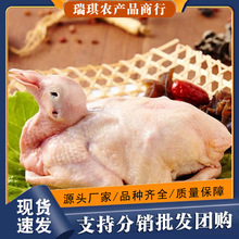 新鲜乳鸽土鸽子3只乳鸽农家散养活体现杀速冻煲汤新鲜土鸽子乳鸽