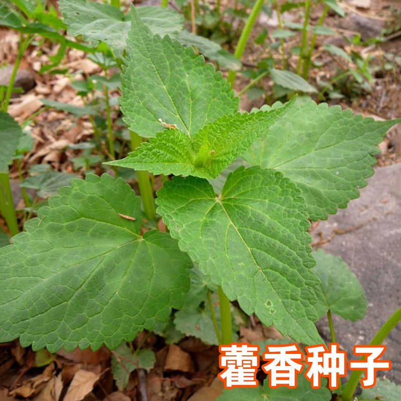 Массовые Семена Huoxiang Все Сезоны Лекарственные Съедобные Горный Фенхель Даи Высокое Качество Huoxiang Zhengqi Семена травы для продажи