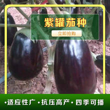 紫罐茄种子春早茄子种籽牛心紫黑罐茄露地春季四季播蔬菜种子