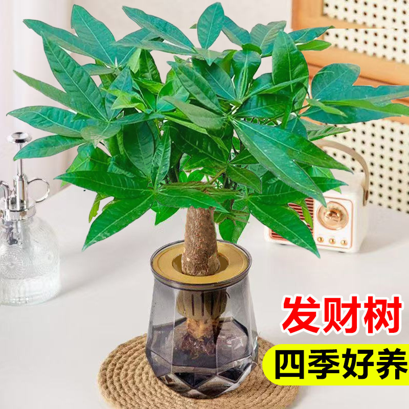 Money Tree Small Potted Flower Green Plant Office Desktop Hydroponic Plant Indoor Easy to Grow in All Seasons Pothos Money Tree