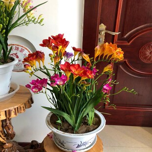 ��ѩ�m�N���ļ�����������ذ��׷N����ֲ��N��ͥԺ�^����С�n�m