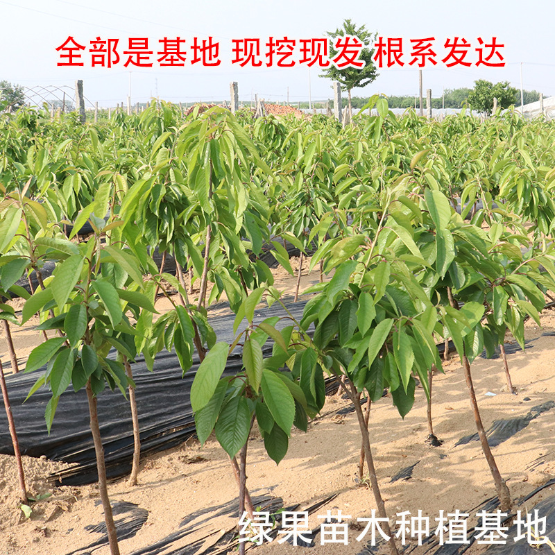 樱桃苗2