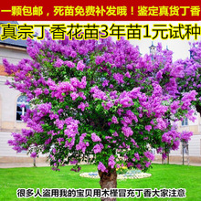 ���㻨���� �ļ��_�� ͥԺ ֲ�� �G�� ���� ���㻨�纣�Ę�������
