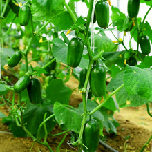 ��ͯ�S�ϷN������ˮ���S�ϸ߮a�r�Ҳˈ@�����׷N�߹��N�яS��ֱ�N