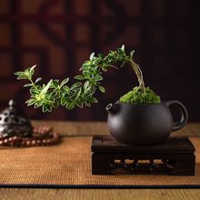 小香松盆栽活动创意茶壶造型盆景绿植花店悬崖茶几摆件园艺门口