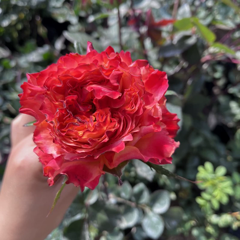 [Pulco] Супер новый красный цветок в горшке рассада двор сад балкон четыре сезона розовое цветочное растение