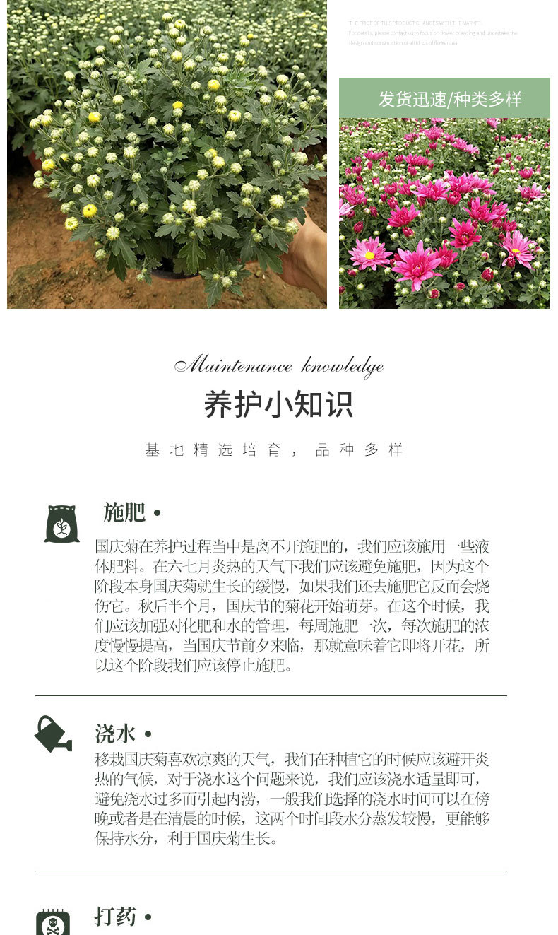 国庆菊（千头菊）详情_06.jpg