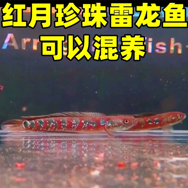 Red Moon Pearl Thunder Dragon Fish 2 pieces 5-7 cm + feed