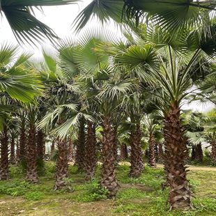 Wholesale of Chinese Palm Trees for Elderly in Zhejiang, Complete Varieties of Palm Trees in Jiangxi,报价 of Middle Eastern Sea Dates and Chinese Palm Trees in Hunan