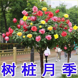Tree Stump Rose Flower Seedlings Extra Large Flower Grafting All Year Round Tree-Shaped Lollipop Rose Saplings Potted Flower Plant Courtyard