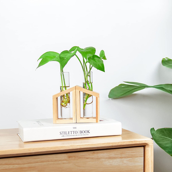 Glass small test tube plants for experiments