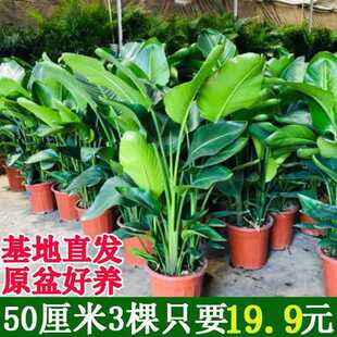Bird of Paradise Potted Plants in the Living Room and Office Are Easy to Grow Large Florals and Green Plants for New Homes and Home Formaldehyde-Absorbing Large-Leaf Plants