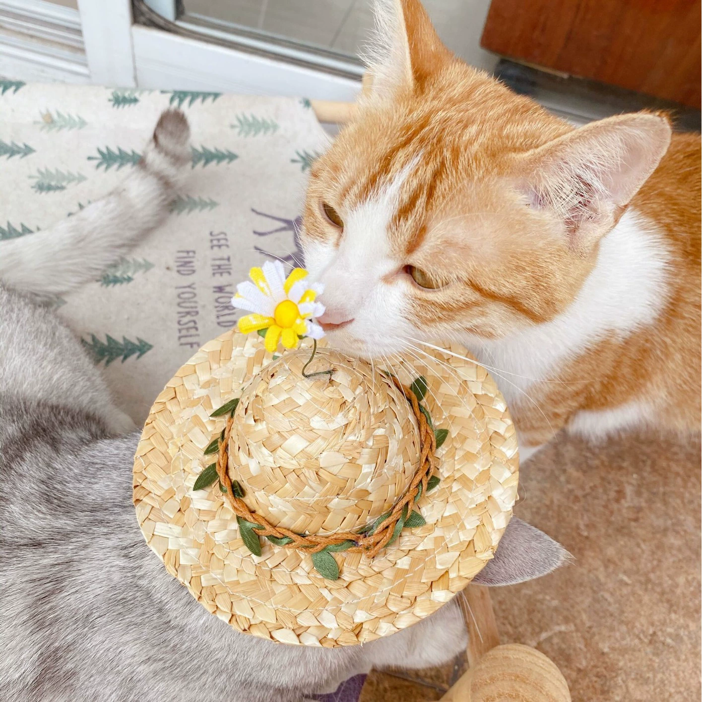 Домашние животные кошки собаки кролики летние соломенные шляпы маленькие ромашки ивы листья милые домашние животные декоративные сети красная шляпа съемки реквизит