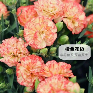 Ů�񹝿���ܰ���^���Լ��û��ܰ����Ͷ��^��ɫ����ܰ�׃��@�_�W��