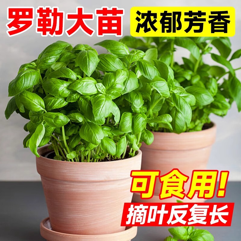 Edible Basil Potted Plant Large Leaf Herb Basil Mint Rosemary Seeds Indoor Mosquito Repellent Green Plant