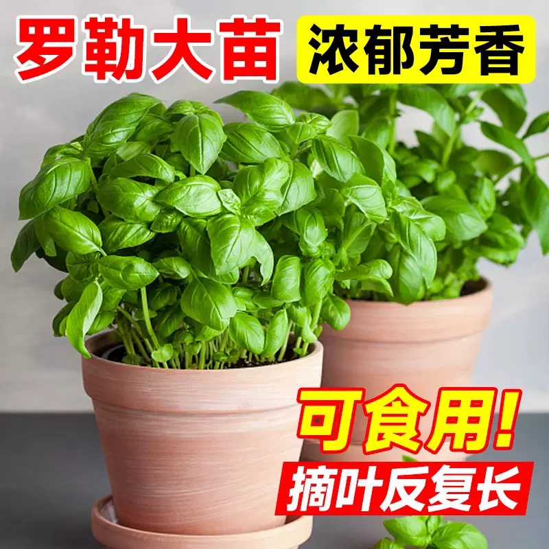 可食用罗勒盆栽植物大叶香草九层塔薄荷迷迭香种子室内驱蚊绿植物
