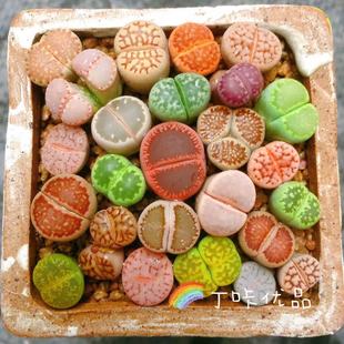 ��ʯ������ֲ����������PP��ƨ��ˮ�໨����ݗ�䳬��ʯ�^��ƨ�ɻ�