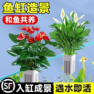 ˮ��ֲ���҃Ⱥ��B�Gֲ�~��ˮ�ݺ��~���B�G�}���F���X���쾰