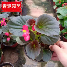 四季海棠盆栽四季开花 青州时令草花基地供应 秋海棠玻璃翠组摆花