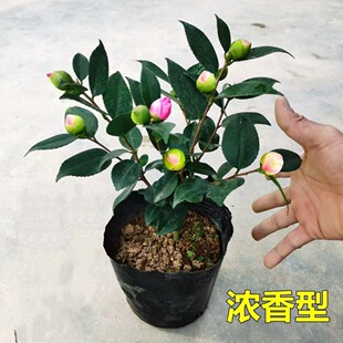 �����軨���ԝ�����ɽ�軨�����҃�ͥԺ���ܺ��B����ļ��𻨴��N