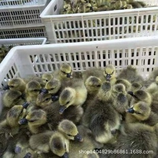 ��N���Z����� �Z������Z�����l ��N���Z��r�� Ó���Z��