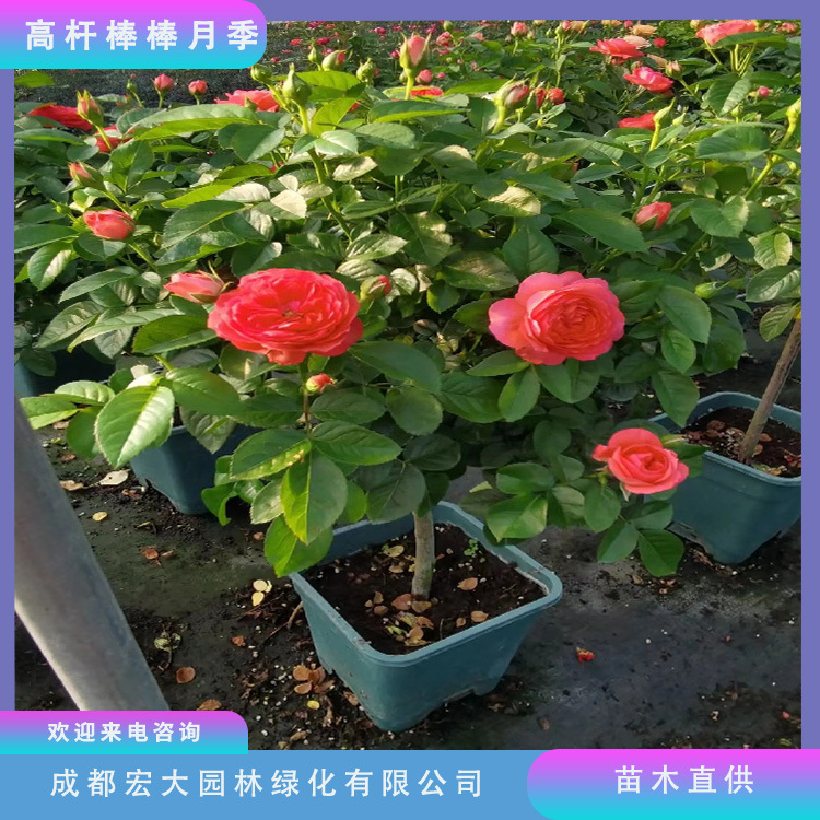 树状高杆月季树桩大花重瓣月季苗圃基地批发庭院小区栽种多色月季