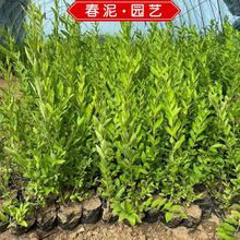 �ӱ�ˮϞ���� ���@ͥԺ���^���̾G����ľˮϞ���������� �G�h��ľ