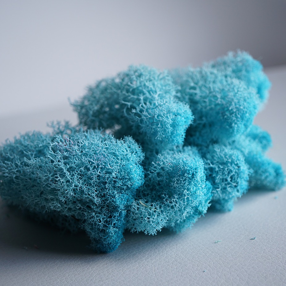 Yunnan fábrica de musgo flor eterna flor seca decoración del hogar gran cantidad Congyo