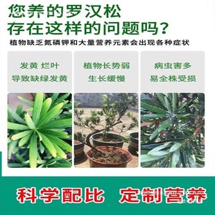 Rotten Black Podocarpus Root Rot Fertilizer Foliar Plant Insecticide to Prevent Yellowing and Dead Leaves Nutrient Solution Spray Free Shipping