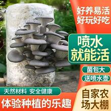 蘑菇家庭室内种植新菌包食用平菇菌直发菌菇四季菌种家种盆栽