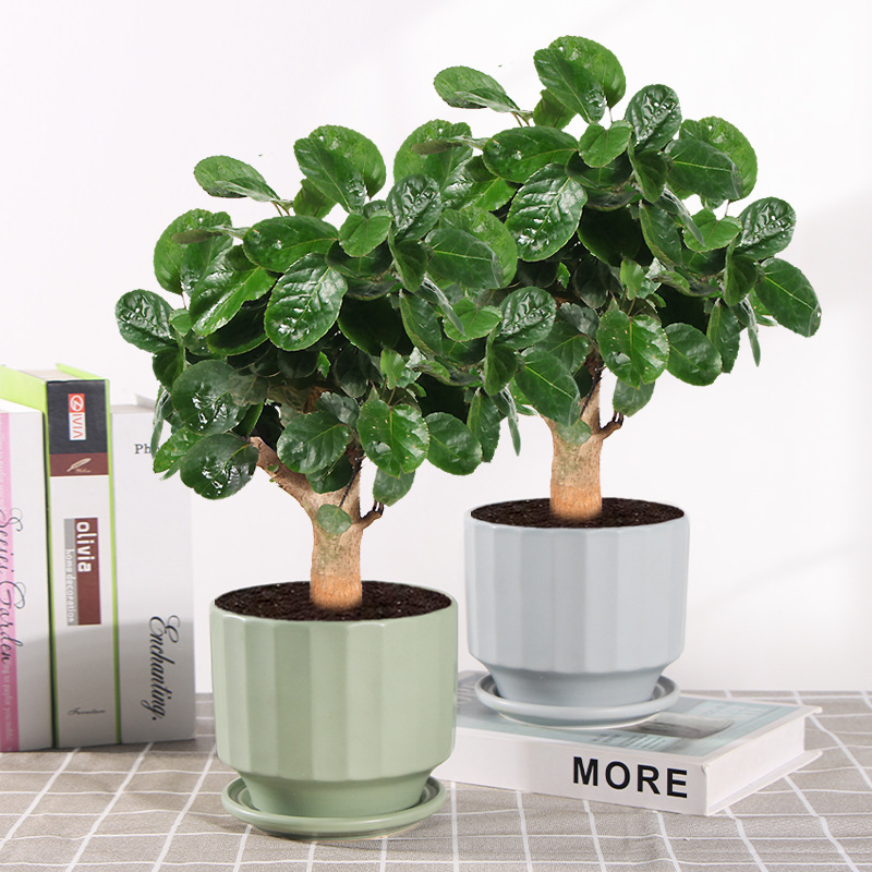 Money Bag Potted Plant Fulu Tong Indoor Evergreen Foliage Plant Old Stump Desktop Fortune Tree Easy-To-Live Small Bonsai