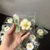 Osmanthus