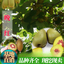楚红猕猴桃苗 嫁接红心猕猴桃树苗 南方北方种植盆栽地栽当年结果
