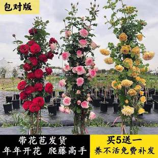 Rose Seedlings, Vines, Extra-Large Courtyard Climbing Vines, Flower Pots, Balcony Roses, Wall-Climbing, Blooming in All Seasons