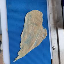 ȫԄţƬЗlC u_ƬC ȫԄrƬC