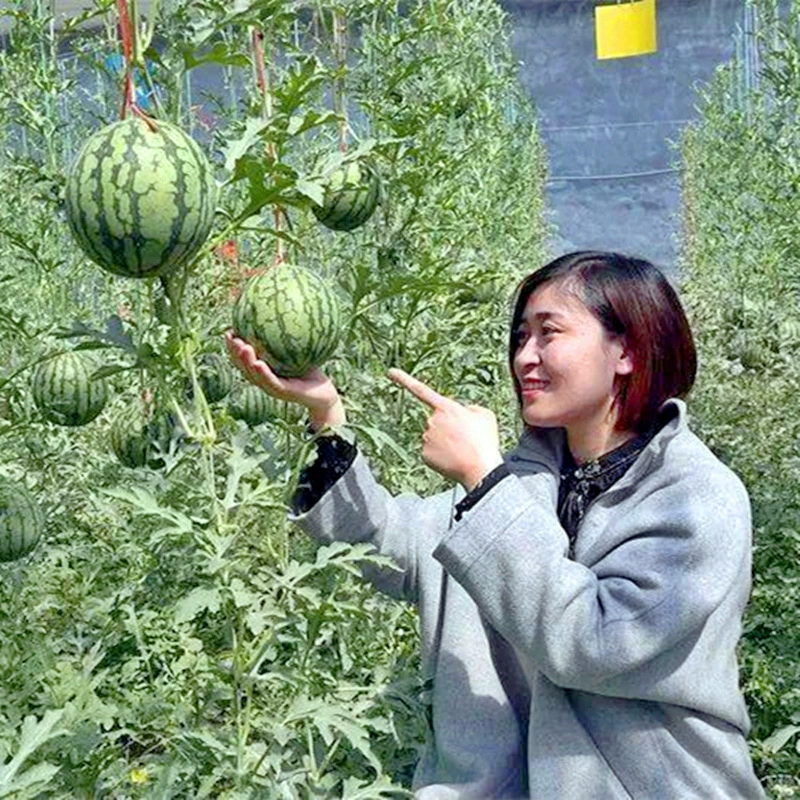 Саженцы арбуза Sweet King Rock Candy Kirin 8424, раннеспелые, южные тепличные, легко выращиваются в помещении, на балконе, в горшках, все сезоны.